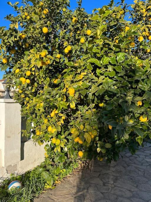 Casa Felic Hébergement de vacances